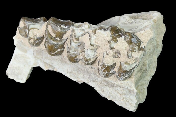 Oreodont (Merycoidodon) Jaw Section - South Dakota #140926
